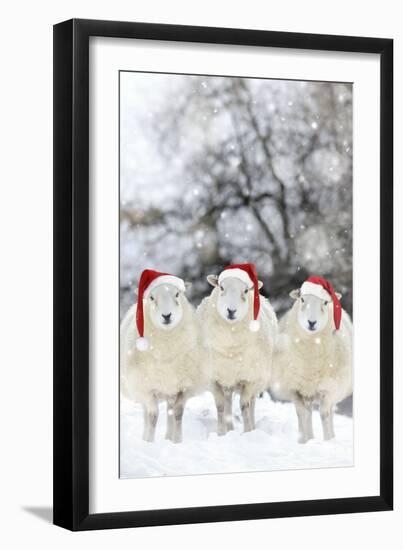 Sheep Texel Ewes in Snow Wearing Christmas Hats-null-Framed Premium Photographic Print