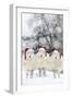 Sheep Texel Ewes in Snow Wearing Christmas Hats-null-Framed Premium Photographic Print