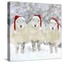 Sheep Texel Ewes in Snow Wearing Christmas Hats-null-Stretched Canvas