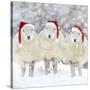 Sheep Texel Ewes in Snow Wearing Christmas Hats-null-Stretched Canvas