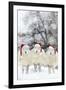 Sheep Texel Ewes in Snow Wearing Christmas Hats-null-Framed Photographic Print