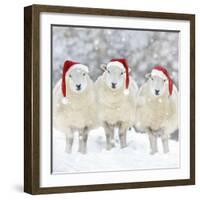 Sheep Texel Ewes in Snow Wearing Christmas Hats-null-Framed Photographic Print