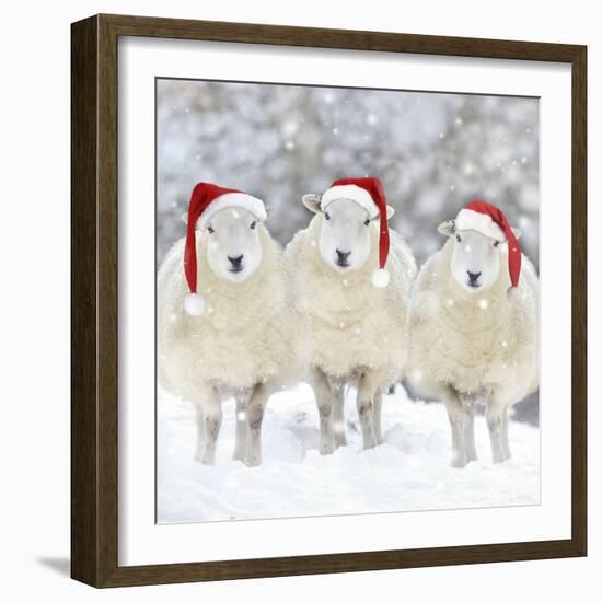 Sheep Texel Ewes in Snow Wearing Christmas Hats-null-Framed Photographic Print