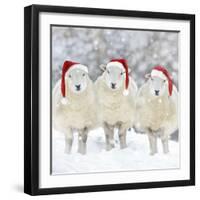 Sheep Texel Ewes in Snow Wearing Christmas Hats-null-Framed Photographic Print