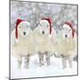 Sheep Texel Ewes in Snow Wearing Christmas Hats-null-Mounted Photographic Print