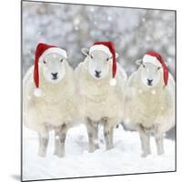 Sheep Texel Ewes in Snow Wearing Christmas Hats-null-Mounted Photographic Print