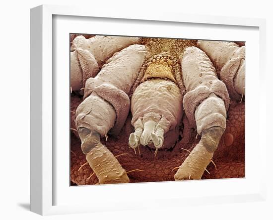 Sheep Tick, SEM-Steve Gschmeissner-Framed Photographic Print