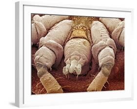 Sheep Tick, SEM-Steve Gschmeissner-Framed Photographic Print