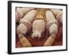 Sheep Tick, SEM-Steve Gschmeissner-Framed Photographic Print