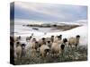 Sheep Waiting to Be Fed in Winter, Lower Pennines, Cumbria, England, United Kingdom, Europe-James Emmerson-Stretched Canvas