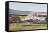 Sheep Waiting to Be Shorn at Long Island Sheep Farms, Outside Stanley, Falkland Islands-Michael Nolan-Framed Stretched Canvas