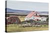 Sheep Waiting to Be Shorn at Long Island Sheep Farms, Outside Stanley, Falkland Islands-Michael Nolan-Stretched Canvas