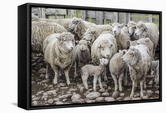 Sheep Waiting to Be Shorn at Long Island Sheep Farms, Outside Stanley, Falkland Islands-Michael Nolan-Framed Stretched Canvas