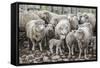 Sheep Waiting to Be Shorn at Long Island Sheep Farms, Outside Stanley, Falkland Islands-Michael Nolan-Framed Stretched Canvas