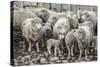 Sheep Waiting to Be Shorn at Long Island Sheep Farms, Outside Stanley, Falkland Islands-Michael Nolan-Stretched Canvas