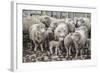 Sheep Waiting to Be Shorn at Long Island Sheep Farms, Outside Stanley, Falkland Islands-Michael Nolan-Framed Photographic Print