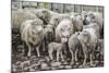 Sheep Waiting to Be Shorn at Long Island Sheep Farms, Outside Stanley, Falkland Islands-Michael Nolan-Mounted Photographic Print