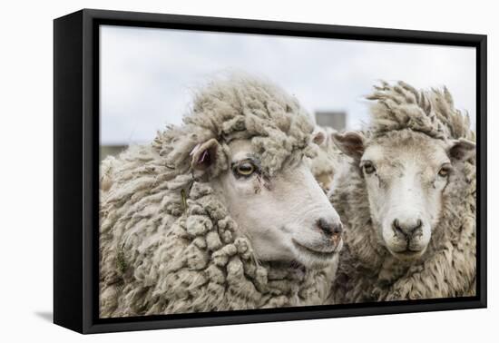 Sheep Waiting to Be Shorn at Long Island Sheep Farms, Outside Stanley, Falkland Islands-Michael Nolan-Framed Stretched Canvas