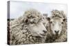 Sheep Waiting to Be Shorn at Long Island Sheep Farms, Outside Stanley, Falkland Islands-Michael Nolan-Stretched Canvas