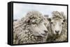 Sheep Waiting to Be Shorn at Long Island Sheep Farms, Outside Stanley, Falkland Islands-Michael Nolan-Framed Stretched Canvas