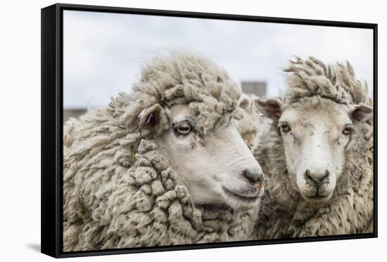 Sheep Waiting to Be Shorn at Long Island Sheep Farms, Outside Stanley, Falkland Islands-Michael Nolan-Framed Stretched Canvas