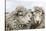 Sheep Waiting to Be Shorn at Long Island Sheep Farms, Outside Stanley, Falkland Islands-Michael Nolan-Stretched Canvas