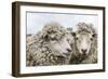 Sheep Waiting to Be Shorn at Long Island Sheep Farms, Outside Stanley, Falkland Islands-Michael Nolan-Framed Photographic Print