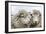 Sheep Waiting to Be Shorn at Long Island Sheep Farms, Outside Stanley, Falkland Islands-Michael Nolan-Framed Photographic Print