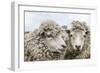 Sheep Waiting to Be Shorn at Long Island Sheep Farms, Outside Stanley, Falkland Islands-Michael Nolan-Framed Photographic Print