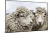 Sheep Waiting to Be Shorn at Long Island Sheep Farms, Outside Stanley, Falkland Islands-Michael Nolan-Mounted Photographic Print