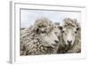 Sheep Waiting to Be Shorn at Long Island Sheep Farms, Outside Stanley, Falkland Islands-Michael Nolan-Framed Photographic Print