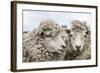 Sheep Waiting to Be Shorn at Long Island Sheep Farms, Outside Stanley, Falkland Islands-Michael Nolan-Framed Photographic Print