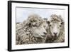 Sheep Waiting to Be Shorn at Long Island Sheep Farms, Outside Stanley, Falkland Islands-Michael Nolan-Framed Photographic Print