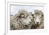 Sheep Waiting to Be Shorn at Long Island Sheep Farms, Outside Stanley, Falkland Islands-Michael Nolan-Framed Photographic Print