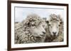 Sheep Waiting to Be Shorn at Long Island Sheep Farms, Outside Stanley, Falkland Islands-Michael Nolan-Framed Photographic Print