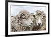 Sheep Waiting to Be Shorn at Long Island Sheep Farms, Outside Stanley, Falkland Islands-Michael Nolan-Framed Photographic Print