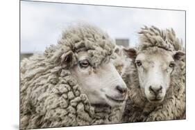 Sheep Waiting to Be Shorn at Long Island Sheep Farms, Outside Stanley, Falkland Islands-Michael Nolan-Mounted Photographic Print