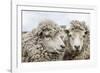 Sheep Waiting to Be Shorn at Long Island Sheep Farms, Outside Stanley, Falkland Islands-Michael Nolan-Framed Photographic Print