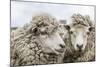 Sheep Waiting to Be Shorn at Long Island Sheep Farms, Outside Stanley, Falkland Islands-Michael Nolan-Mounted Photographic Print