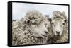 Sheep Waiting to Be Shorn at Long Island Sheep Farms, Outside Stanley, Falkland Islands-Michael Nolan-Framed Stretched Canvas