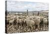 Sheep Waiting to Be Shorn at Long Island Sheep Farms, Outside Stanley, Falkland Islands-Michael Nolan-Stretched Canvas