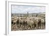 Sheep Waiting to Be Shorn at Long Island Sheep Farms, Outside Stanley, Falkland Islands-Michael Nolan-Framed Photographic Print