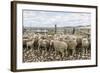 Sheep Waiting to Be Shorn at Long Island Sheep Farms, Outside Stanley, Falkland Islands-Michael Nolan-Framed Photographic Print