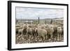 Sheep Waiting to Be Shorn at Long Island Sheep Farms, Outside Stanley, Falkland Islands-Michael Nolan-Framed Photographic Print