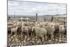 Sheep Waiting to Be Shorn at Long Island Sheep Farms, Outside Stanley, Falkland Islands-Michael Nolan-Mounted Photographic Print