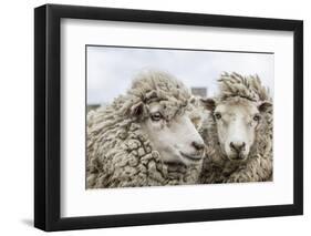 Sheep Waiting to Be Shorn at Long Island Sheep Farms, Outside Stanley, Falkland Islands-Michael Nolan-Framed Photographic Print