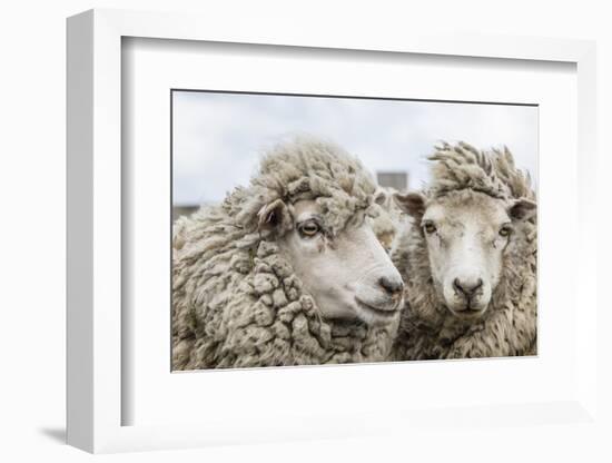 Sheep Waiting to Be Shorn at Long Island Sheep Farms, Outside Stanley, Falkland Islands-Michael Nolan-Framed Photographic Print