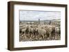 Sheep Waiting to Be Shorn at Long Island Sheep Farms, Outside Stanley, Falkland Islands-Michael Nolan-Framed Photographic Print