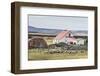 Sheep Waiting to Be Shorn at Long Island Sheep Farms, Outside Stanley, Falkland Islands-Michael Nolan-Framed Photographic Print