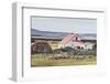 Sheep Waiting to Be Shorn at Long Island Sheep Farms, Outside Stanley, Falkland Islands-Michael Nolan-Framed Photographic Print